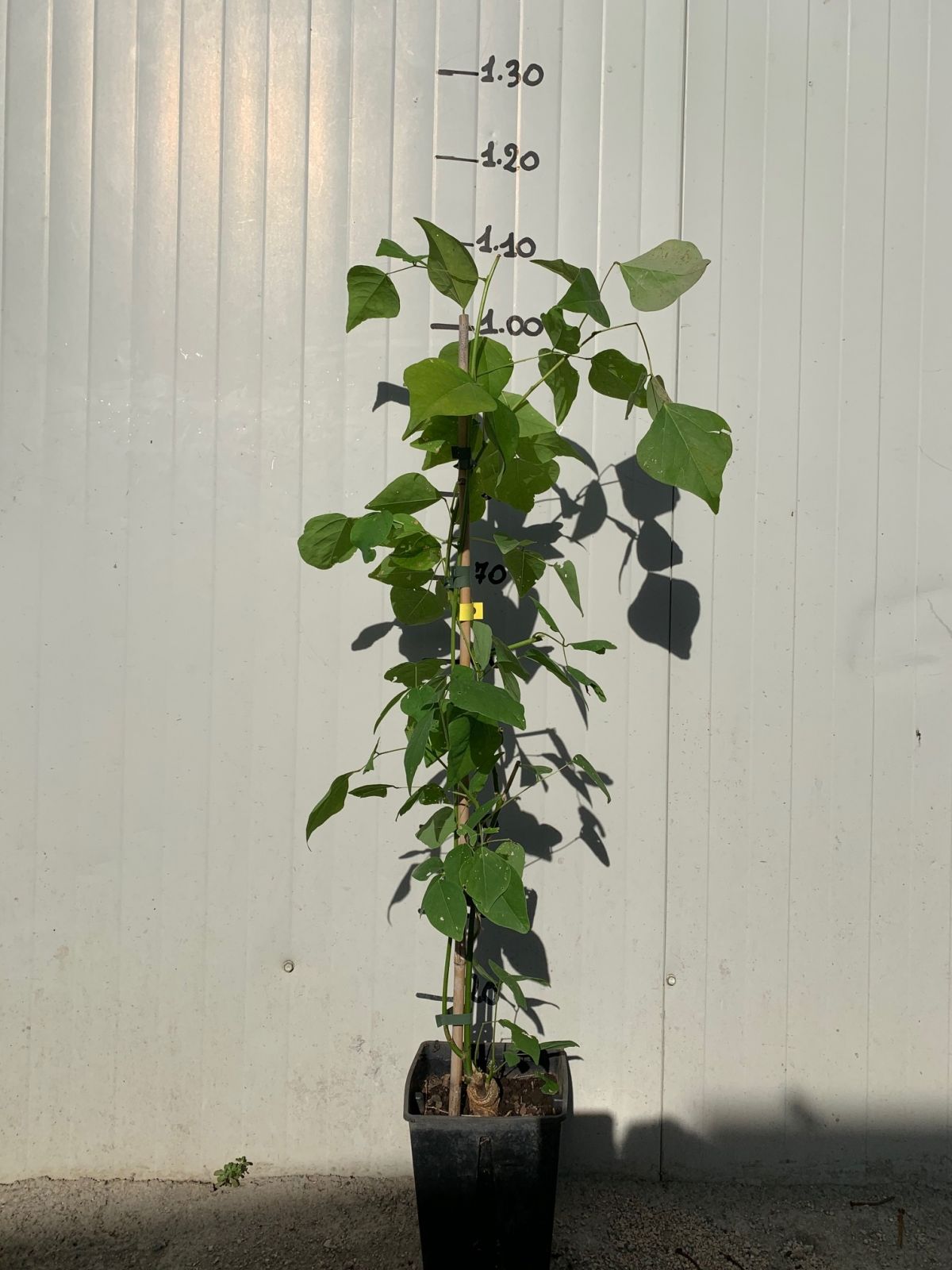 Eritrina - Erythrina crista galli albero del corallo foto reali