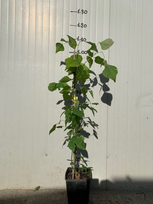 Eritrina - Erythrina crista galli albero del corallo foto reali
