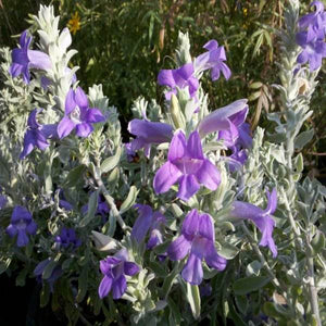 Eremophila Nivea vaso 24cm foto reali