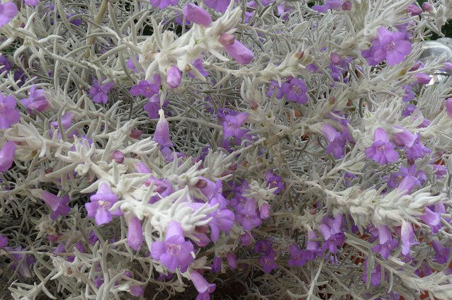 Eremophila Nivea vaso 24cm foto reali