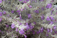 Eremophila Nivea vaso 24cm foto reali