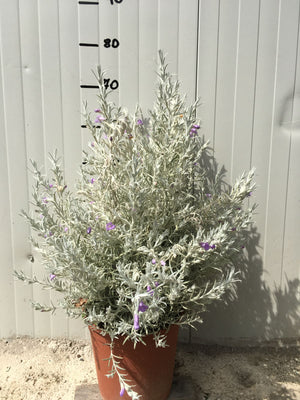 Eremophila Nivea vaso 24cm foto reali