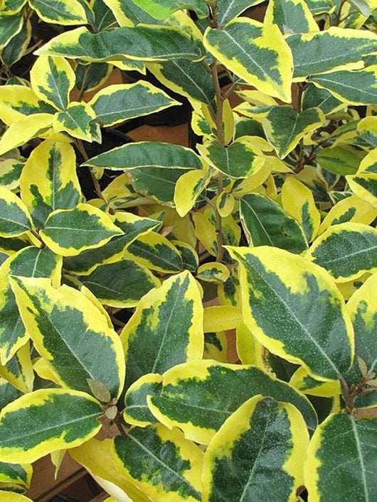 Eleagnus x ebbingei aureovariegata vaso 18cm foto reali