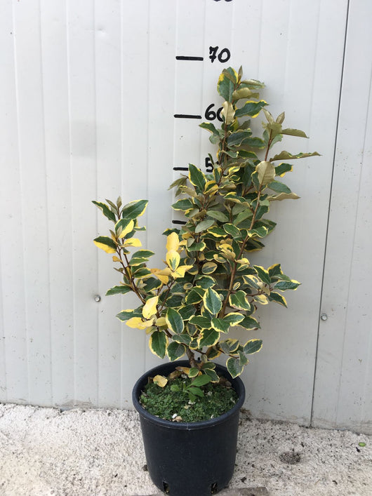 Eleagnus x ebbingei aureovariegata vaso 18cm foto reali