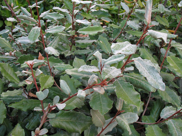 Eleagnus Ebbingei vaso 18cm H 140cm