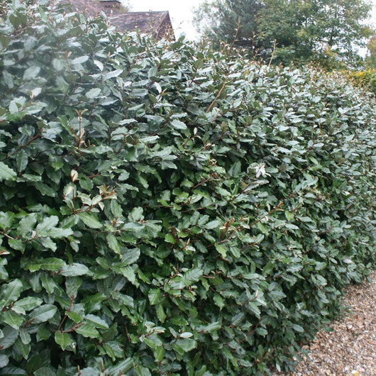 Eleagnus Ebbingei vaso 18cm H 140cm