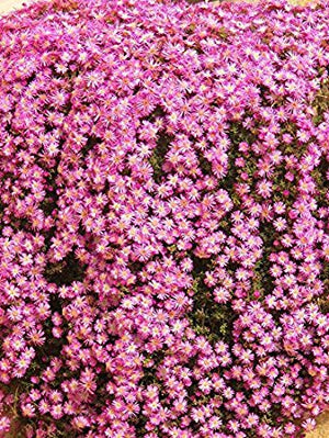 Drosanthemum Hispidum Barba di Giove BASKET 18cm FOTO REALI