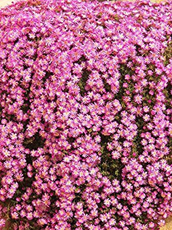 Drosanthemum Hispidum Barba di Giove BASKET 18cm FOTO REALI