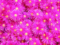 Drosanthemum Hispidum Barba di Giove BASKET 18cm FOTO REALI