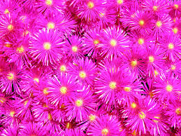 Drosanthemum Hispidum Barba di Giove BASKET 18cm FOTO REALI