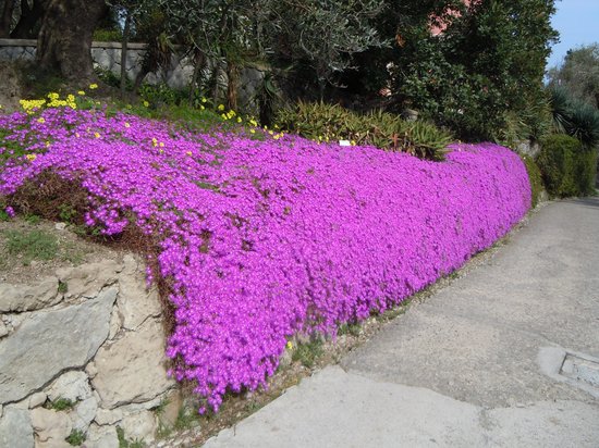 Drosanthemum Hispidum Barba di Giove BASKET 18cm FOTO REALI