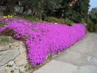 Drosanthemum Hispidum Barba di Giove BASKET 18cm FOTO REALI