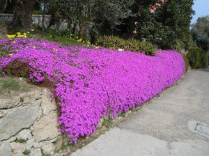 Drosanthemum Hispidum Barba di Giove BASKET 18cm FOTO REALI