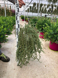 Drosanthemum Hispidum Barba di Giove BASKET 18cm FOTO REALI