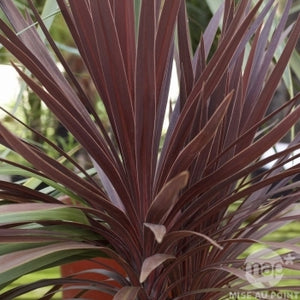 Dracena Red Star vaso 22cm foto reali