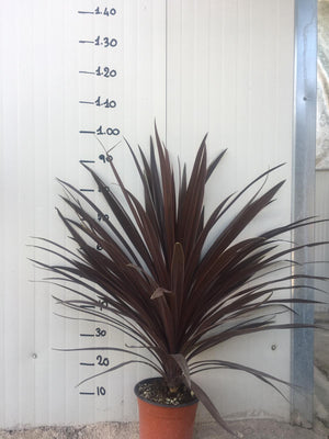 Dracena Red Star vaso 22cm foto reali