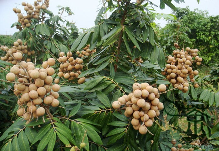 Dimocarpus Longan, occhio di drago foto reali