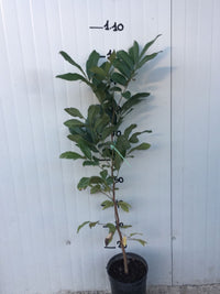 Dimocarpus Longan, occhio di drago foto reali