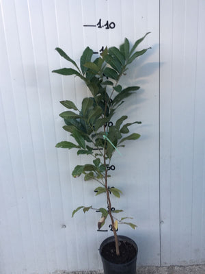 Dimocarpus Longan, occhio di drago foto reali