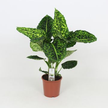Dieffenbachia Reflector vaso 17cm foto reali H 70/80cm