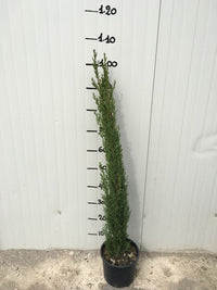 Cupressus Sempervirens Totem (Cipresso) vaso 18cm foto reali H 80cm
