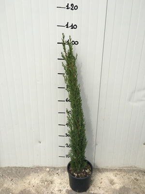 Cupressus Sempervirens Totem (Cipresso) vaso 18cm foto reali H 80cm