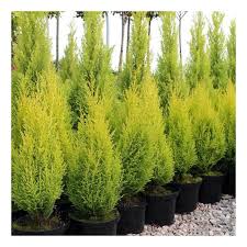 Cupressus Goldcrest vaso 20cm foto reali H 90cm