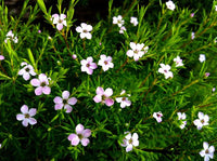 Coleonema pulchellum VASO 24CM