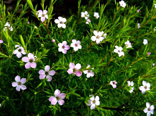 Coleonema pulchellum VASO 24CM