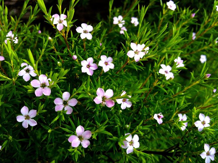 Coleonema pulchellum VASO 24CM