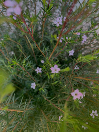 Coleonema pulchellum VASO 24CM