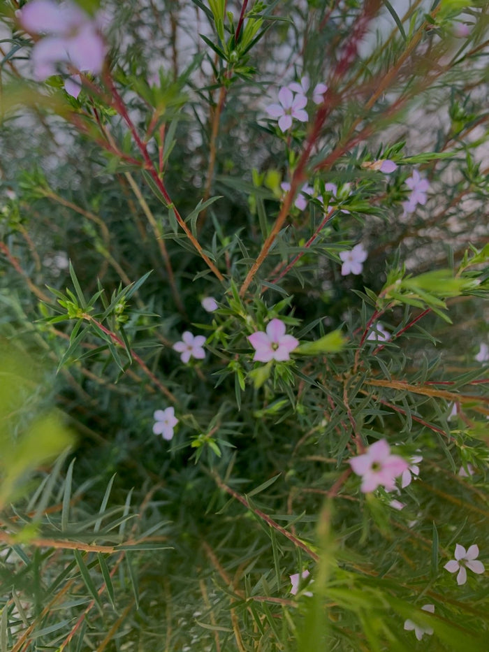 Coleonema pulchellum VASO 24CM