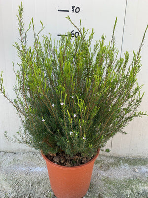 Coleonema pulchellum VASO 24CM