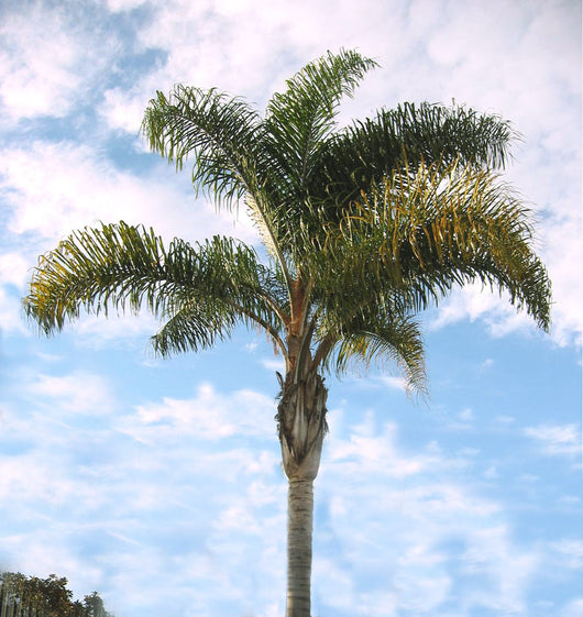 Cocos Plumosa  H 2,50 MT