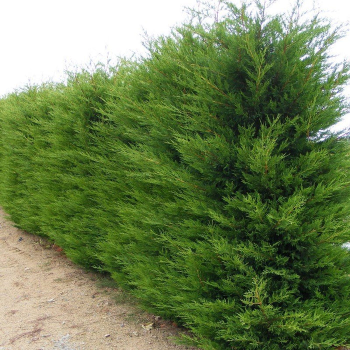 Cipresso Leylandii (Cupressocyparis Leylandii) vaso18cm H 130cm piante per siepi