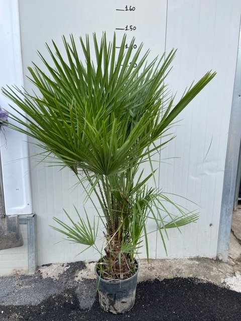Chamaerops humilis, palma nana, Palma di San Pietro foto reali