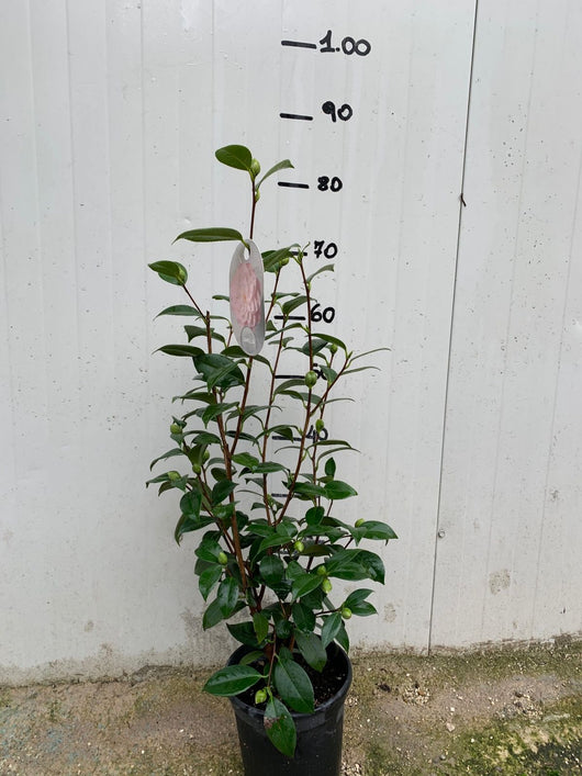 Camelia JAPONICA  vaso 18cm foto reali H 70/80cm