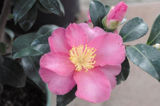 Camelia Sasanqua Rosa vaso 24cm H 120cm