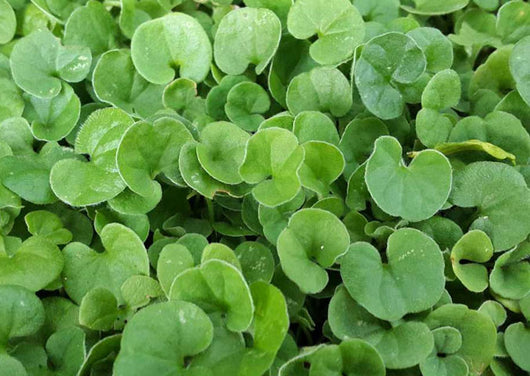 Bottos Dichondra Repens da 500 g