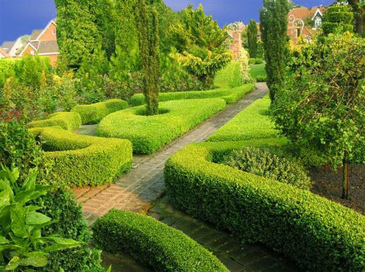 Boxus Bosso Buxus sempervirens vaso 15cm foto reali H 30/40cm