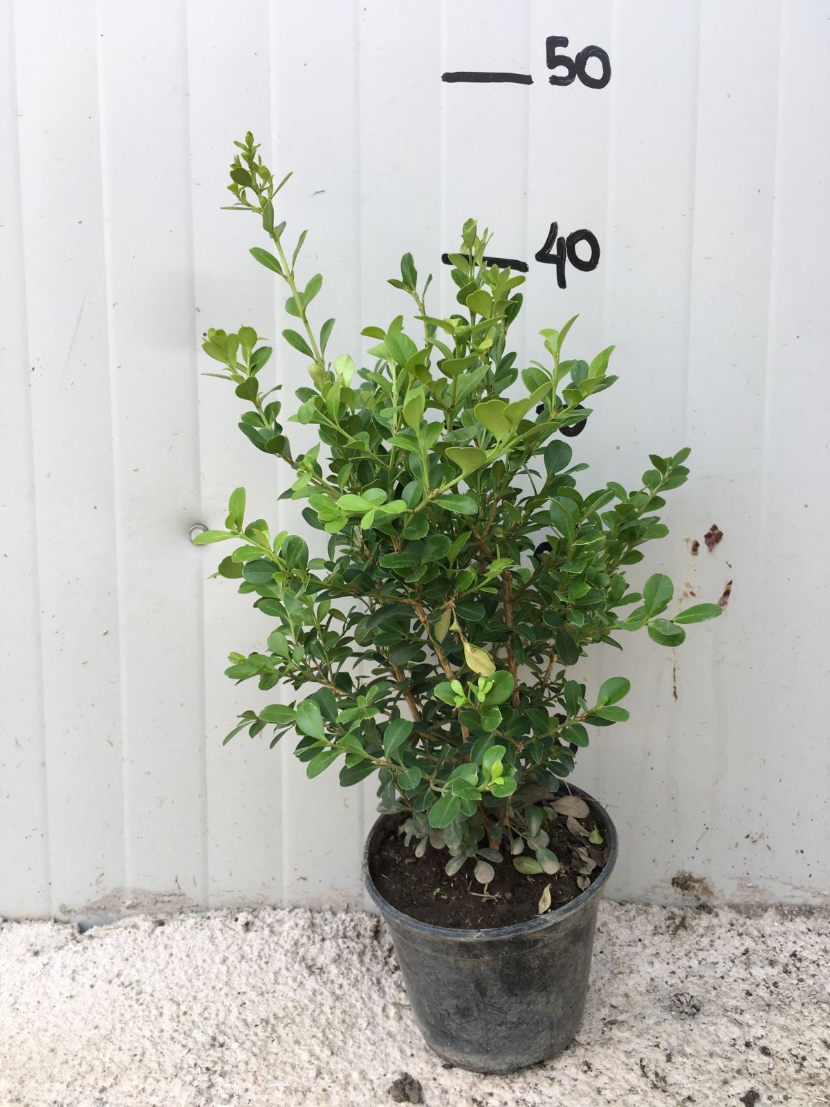 Boxus Bosso Buxus sempervirens vaso 15cm foto reali H 30/40cm