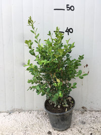 Boxus Bosso Buxus sempervirens vaso 15cm foto reali H 30/40cm