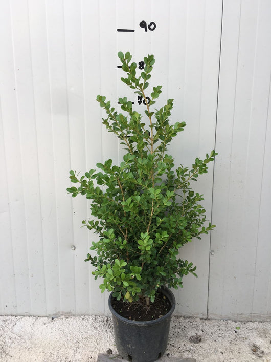 Bosso Boxus buxus sempervirens vaso 20cm per siepi