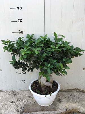 Bonsai Ficus Ginseng vaso 20cm 1 KG