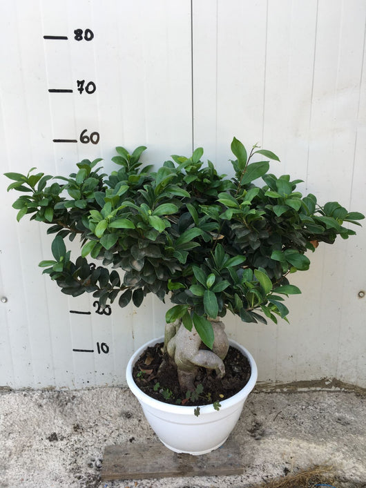 Bonsai Ficus Ginseng vaso 20cm 1 KG