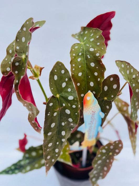 Begonia Maculata Wightii vaso 12CM foto reali h 30cm