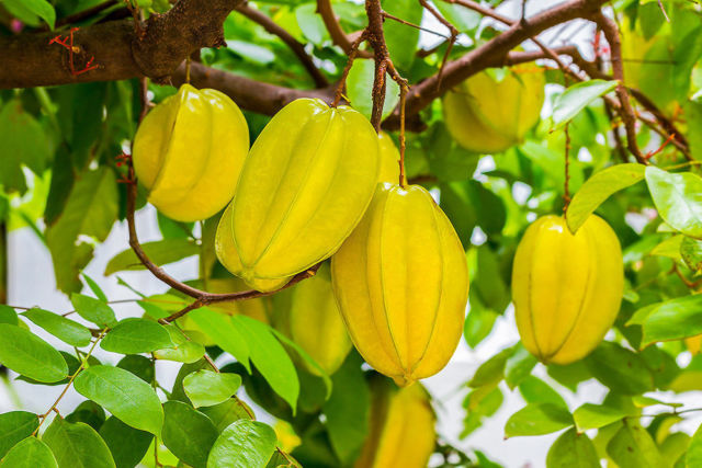Averrhoa Carambola innestata foto reali H 140cm