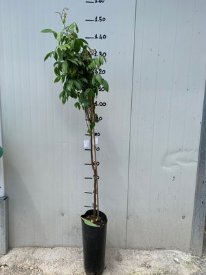 Averrhoa Carambola innestata foto reali H 140cm