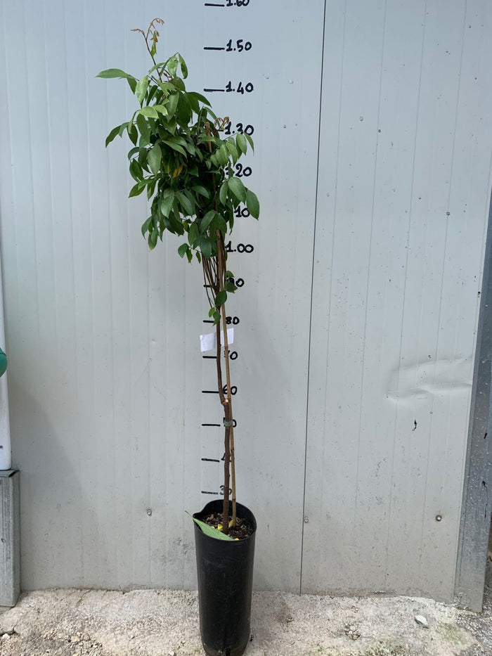 Averrhoa Carambola innestata foto reali H 140cm