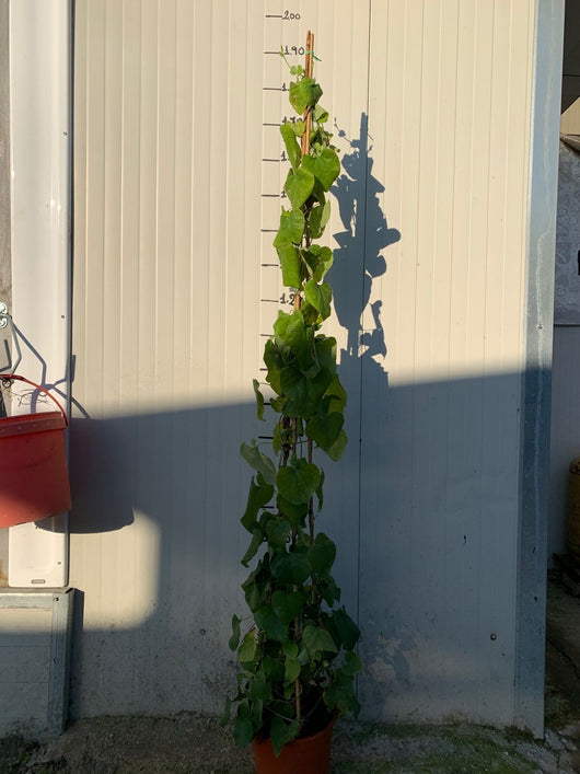 Aristolochia gigantea  H 100CM in vaso foto reali pianta rampicante vaso 18cm
